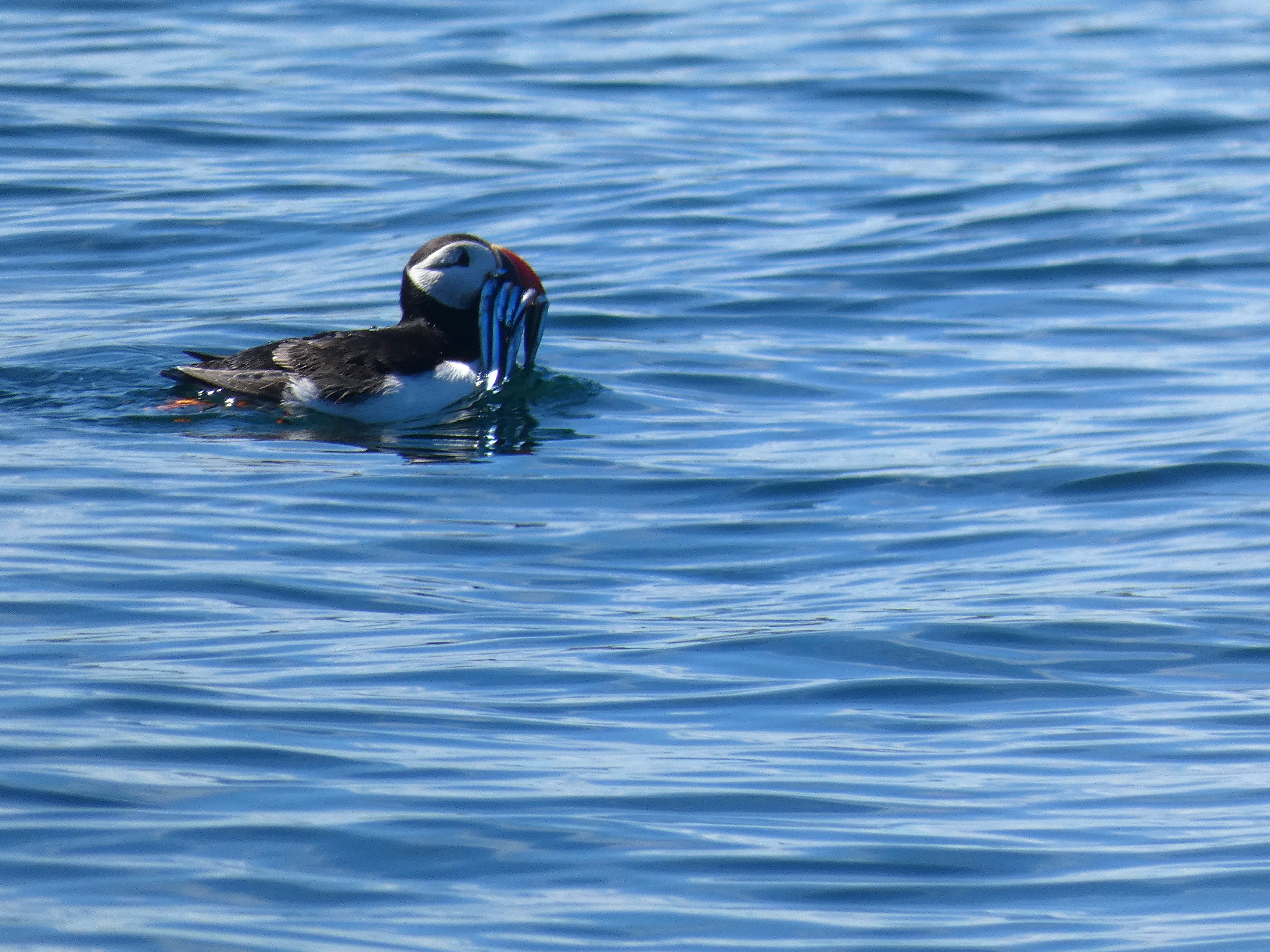 Engeland - Puffin